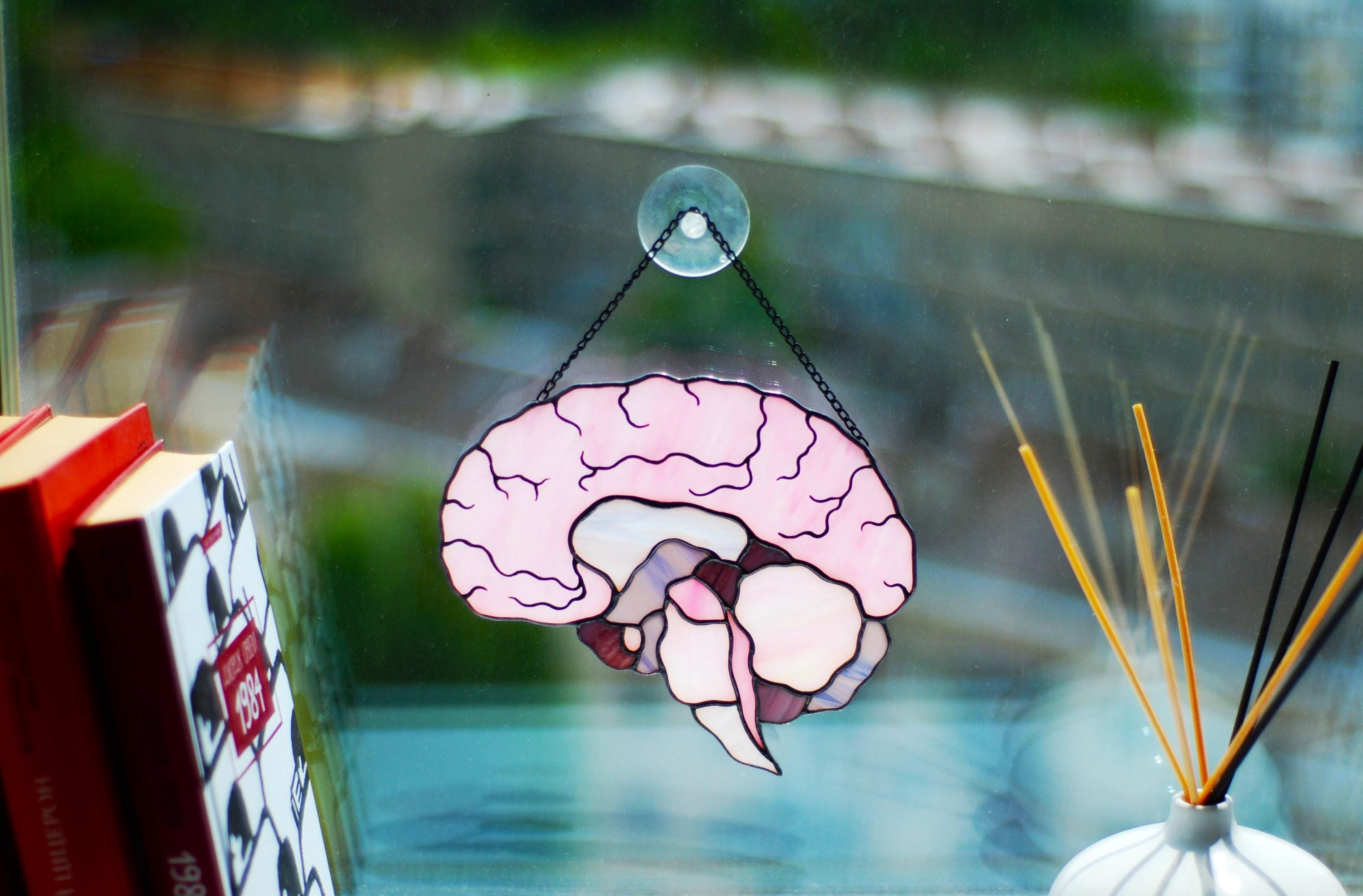 Stained Glass Brain Suncatcher - Anatomical Window Hanging, Personalized Gift